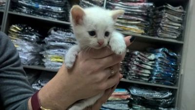 Лот: 6162637. Фото: 1. Отдам котят добрым людям. Кошки, котята