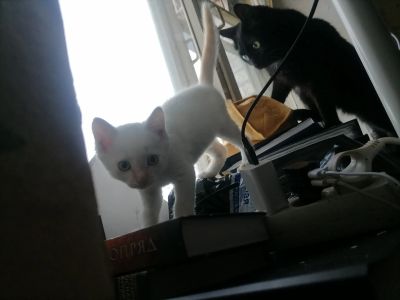 Лот: 20975812. Фото: 1. Котенок в добрые руки. Кошки, котята
