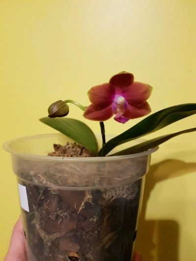 Лот: 12729862. Фото: 1. Орхидея фаленопсис Феникс сортовая... Горшечные растения и комнатные цветы