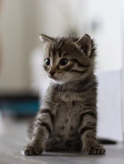 Лот: 4283521. Фото: 1. Чудесные котятки-тигрятки. Кошки, котята