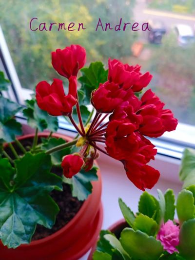 Лот: 21969478. Фото: 1. Пеларгония тюльпановидная Carmen... Горшечные растения и комнатные цветы