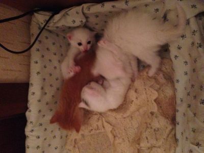 Лот: 3250167. Фото: 1. Отдадим хотят в хорошие руки. Кошки, котята