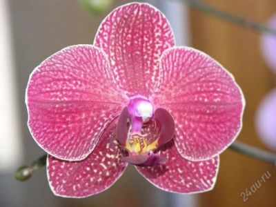 Лот: 1908643. Фото: 1. орхидея Phalaenopsis Taida Salu-red... Горшечные растения и комнатные цветы