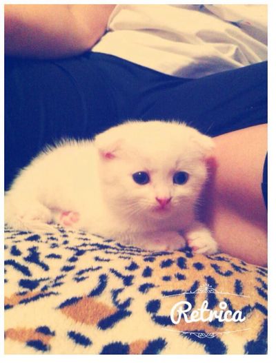 Лот: 3610506. Фото: 1. Умница девочка шотландка вислоухая. Кошки, котята