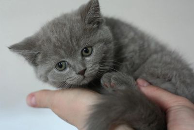 Лот: 4072946. Фото: 1. британские котята. Кошки, котята