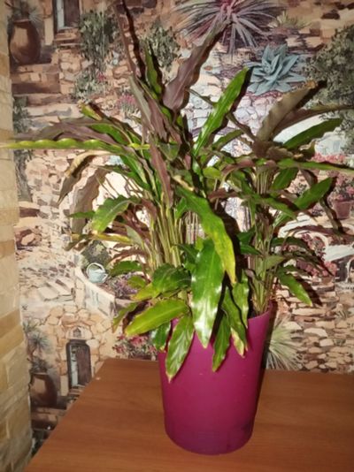 Лот: 19088988. Фото: 1. Калатея Руфибарба (Calathea rufibarba... Горшечные растения и комнатные цветы