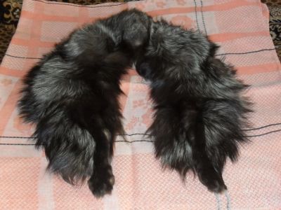 Лот: 8717860. Фото: 1. горжетка из чернобурки. Чучела животных, рога, шкуры