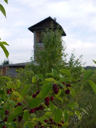 Лот: 5956696. Фото: 1. Продам 5 ГА плодородной земли. Земельные участки