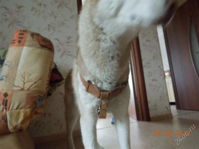 Лот: 2927190. Фото: 1. прогулочная шлейка кожаная (на... Ошейники, одежда, конное снаряжение