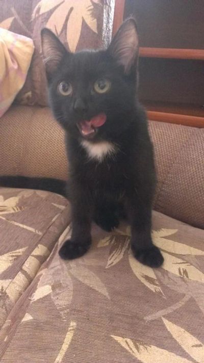 Лот: 3576524. Фото: 1. Кот достойный. Кошки, котята