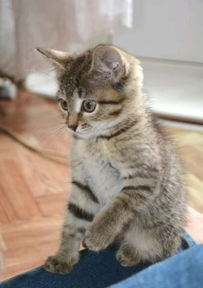 Лот: 14392721. Фото: 1. Котёночек¦?. Кошки, котята