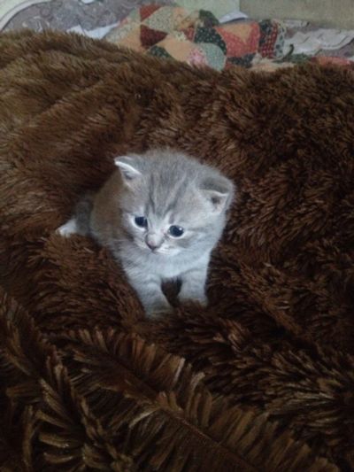 Лот: 7863527. Фото: 1. Британский котенок. Кошки, котята