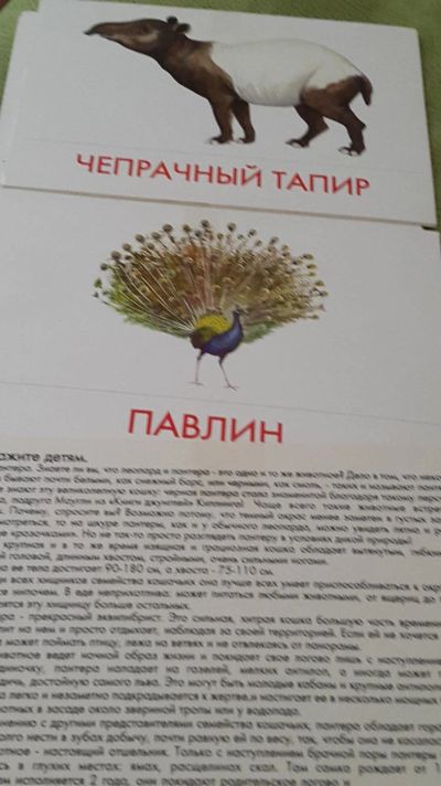 Лот: 9379607. Фото: 1. Карточки Животные Азии. Познавательная литература