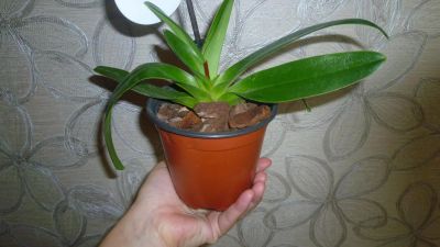 Лот: 6451009. Фото: 1. орхидея пафиопедилум (башмак,тапок... Горшечные растения и комнатные цветы