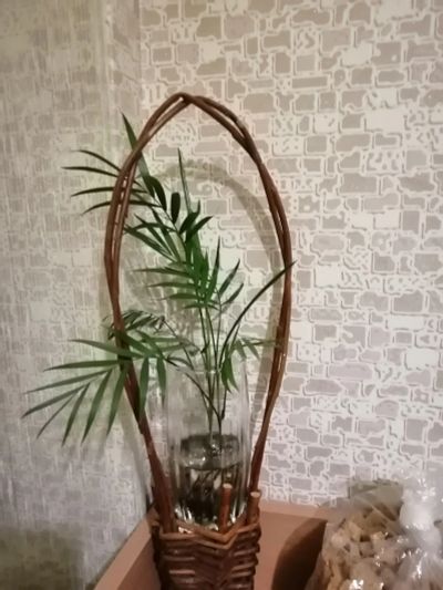 Лот: 17083250. Фото: 1. Хамедорея. Горшечные растения и комнатные цветы