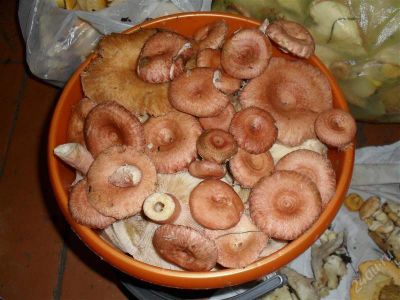 Лот: 2050313. Фото: 1. продам грибочки - волнушки!!!. Грибы