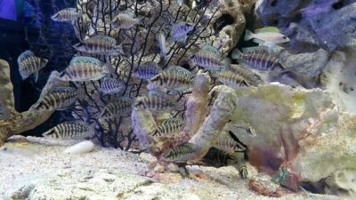 Лот: 6820156. Фото: 1. Altolamprologus (Альтолампрологус... Рыбки