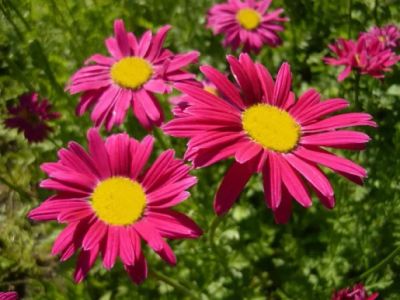 Лот: 7652036. Фото: 1. Пиретрум. Садовые цветы