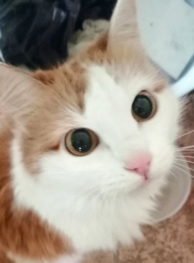 Лот: 19923117. Фото: 1. Кошка. Кошки, котята