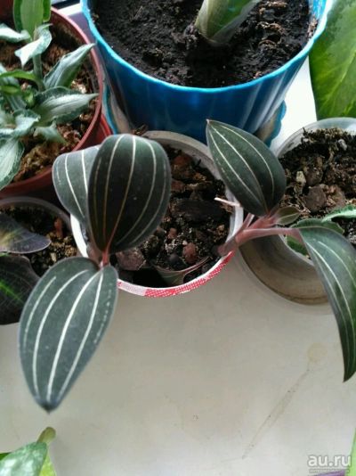 Лот: 13621005. Фото: 1. Орхидея Лудизия. Горшечные растения и комнатные цветы