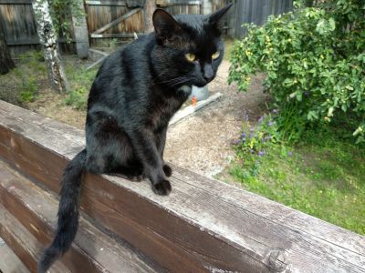 Лот: 16340470. Фото: 1. Молодой черный кот. Кошки, котята