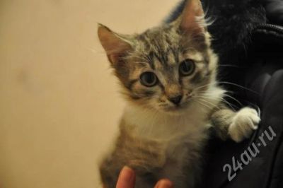 Лот: 734314. Фото: 1. Маленький котик в заботливые руки. Остальные животные