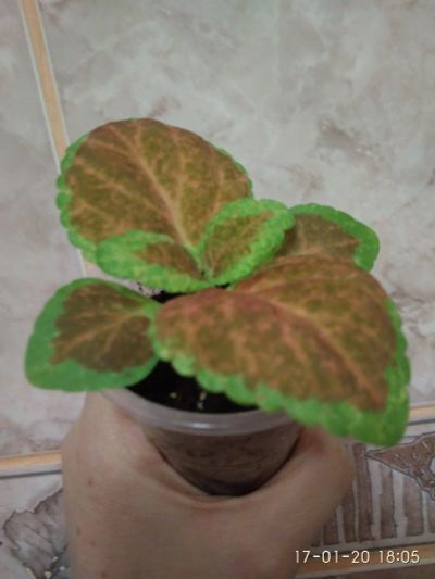 Лот: 15308662. Фото: 1. Колеус Giant Exhibition Rustic. Горшечные растения и комнатные цветы