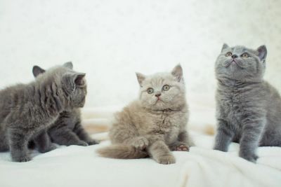Лот: 5077759. Фото: 1. Британские элитные котята с документами. Кошки, котята