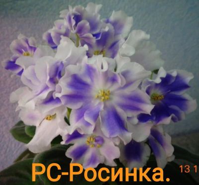 Лот: 18659954. Фото: 1. Фиалка РС- Росинка - лист. Горшечные растения и комнатные цветы