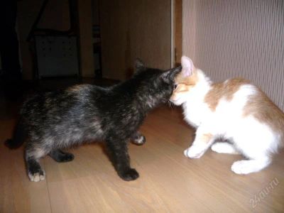 Лот: 815144. Фото: 1. Котята. Остальные животные