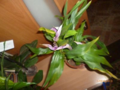 Лот: 3347526. Фото: 1. Калла. Горшечные растения и комнатные цветы