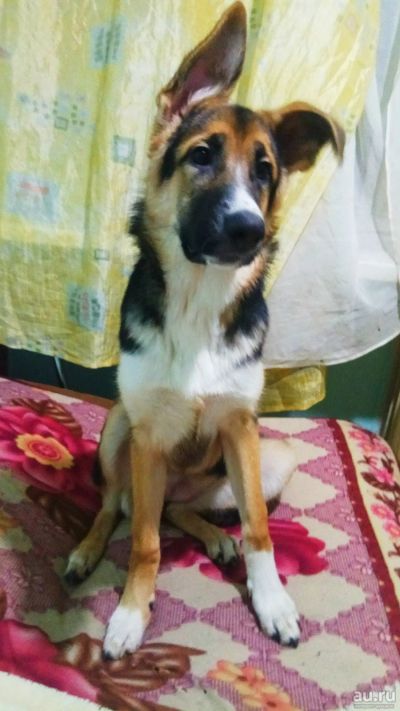 Лот: 14939775. Фото: 1. Щенок Алабая и Немца. Собаки, щенки