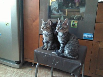 Лот: 3605774. Фото: 1. Котята. Кошки, котята