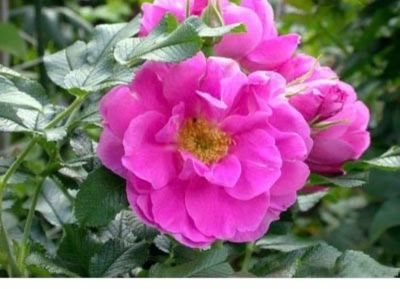 Лот: 15941083. Фото: 1. Шиповник садовый роза - ругоза. Декоративные кустарники и деревья