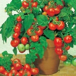 Лот: 9674298. Фото: 1. Рассада томат Балконное чудо... Овощи