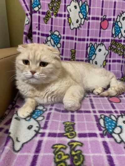 Лот: 20756958. Фото: 1. Кошка шотландская. Кошки, котята