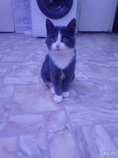 Лот: 12734061. Фото: 1. Котёночек. Кошки, котята