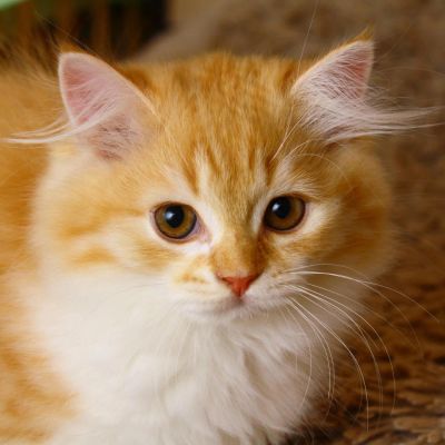 Лот: 5366783. Фото: 1. Шотландский рыжик с документами. Кошки, котята