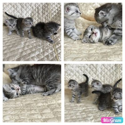 Лот: 11450403. Фото: 1. Малыши-шотландцы. Кошки, котята