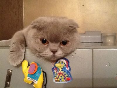 Лот: 4250959. Фото: 1. Шотландская вислоухая кошка. Кошки, котята