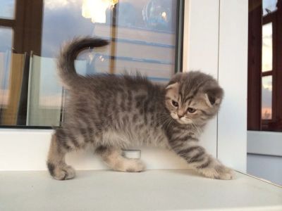 Лот: 4203353. Фото: 1. Котенок Шотландская вислоухая... Кошки, котята