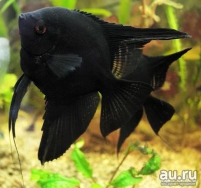Лот: 16201264. Фото: 1. Скалярия черная (Pterophyllum... Рыбки