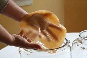 Лот: 6733238. Фото: 1. чайный гриб. Грибы
