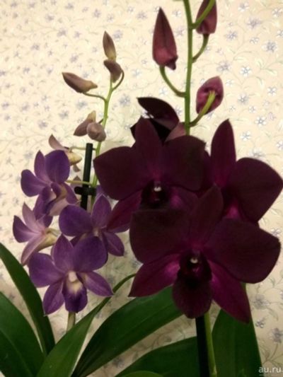 Лот: 13429773. Фото: 1. Орхидея дендро-фаленопсис молодое... Горшечные растения и комнатные цветы