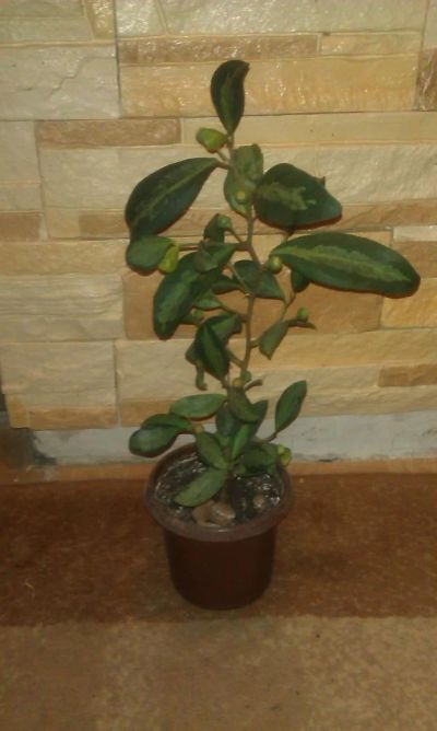 Лот: 6440276. Фото: 1. Фикус дельтовидный (Ficus deltoidea... Горшечные растения и комнатные цветы