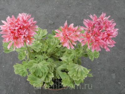 Лот: 12203451. Фото: 1. Зональная пеларгони " Something... Горшечные растения и комнатные цветы