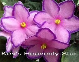 Лот: 10056643. Фото: 1. Фиалка Kev's Heavenly Star -лист. Горшечные растения и комнатные цветы