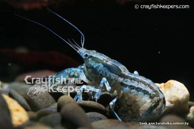 Лот: 4170992. Фото: 1. Рак карликовый разукрашенный... Моллюски, ракообразные, кораллы