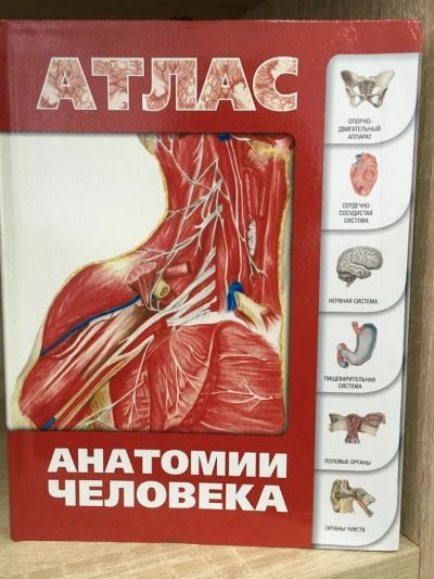 Лот: 10782377. Фото: 1. Сергей Левкин "Атлас анатомии... Традиционная медицина