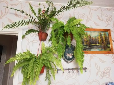 Лот: 20341743. Фото: 1. Папоротник вариегатный faltata. Горшечные растения и комнатные цветы
